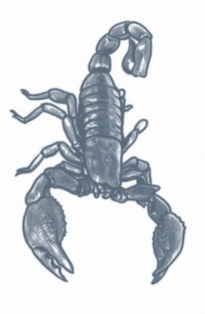 Scorpion - Prison tattoo