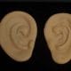 Large Human Ears
